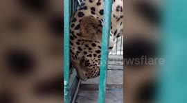 Sick leopard rescued after it strays into village in central India