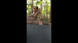 Curious Fox Says Hello