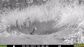 weasel zips around so fast it is hard to keep your eyes on it
