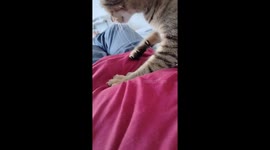 This cat diligently massages its owner's belly