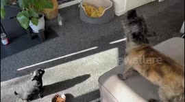 When one human leaves to put the rubbish out
