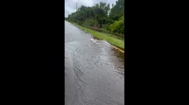 Alligator Swimming Up Old Dixie Highway