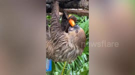 Sloth hangs upside down from branch while chewing a carrot at Thai zoo