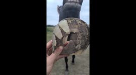 Horse Seems Amused With Missing Shoe