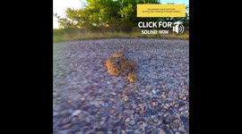 Rattlesnake strikes at GoPro Camera