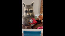 Raccoon Finds New Favourite Snack