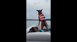 Boating Boxer Rides The Wind