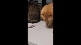 Boof Stealing brother Tiger dinner while he's not looking and how he crabs it with his paw.