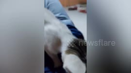 Pet cat massages owner's shoulders
