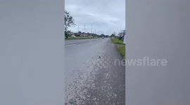 Passerby helps injured Indian roller bird hit by car