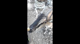 Greedy goat head butts hiker to try and steal his sandwich from hand