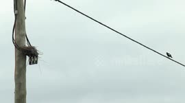 Adaptable Australian Magpie nest on a power pole contains, wire, plastic as well as sticks.