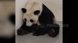 Giant panda gives birth to 'first baby panda born in Russia'