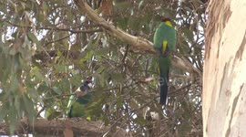 What’s going on here??  Two male parrots defend a nest hollow – where’s the female?