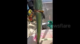 Chinese man reels in fish adorned with a gold bracelet
