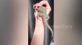 Woman catches gecko using bare hands and releases it outside apartment