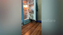 Cute pet cat sits on fridge door shelf to cool off