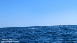 Shark almost knocks bloke into sea after crashing into kayak twice while hunting seal