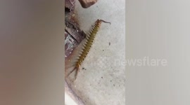 Huge centipede twitches on shocked woman's kitchen floor