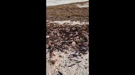 Sea urchins washed ashore from hurricane Idalia in St Pete Beach Florida