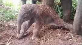 Lisa, Sumatran elephant gives birth to a female elephant calf in Teso Nilo National Park