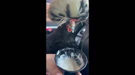 Crested Polish Chicken Enjoys Pup Cup