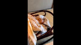 A human-like piggy bank sleeps in a crib