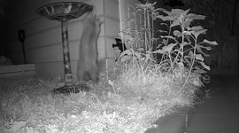Raccoon Knocks Over A Birdbath