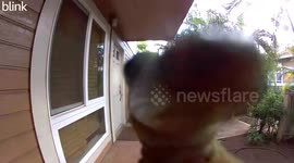 Locked Out Lizard