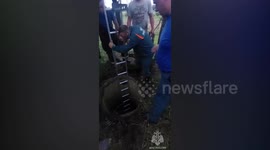 Rescue team saves calf stuck in 13ft deep well in Russia