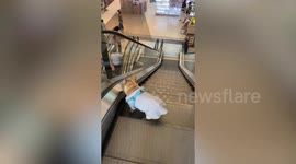 Pet French bulldog sits and rides escalator down to ground floor