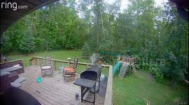 Angus the Angry Duck Strikes Again