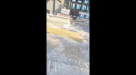 Bear Family Investigates New Building