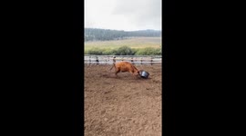 Crazy Cow