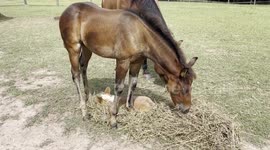Corgi And Colt Are Best Friends