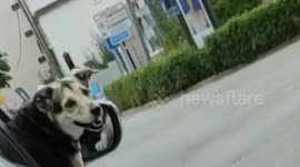 Dog enjoying a ride at car window. Paris suburb, between Garches and Marnes-la-Coquette, France. 2 sept 2023