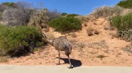 Wild emu met walking on the street of Denham, Western Australia
