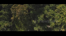 China-Latin America joint wildlife conservation sows seeds of hope for better future