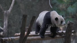 A Giant Panda Plays Happily at Chongqing Zoo, China