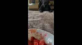One Dog's Love Affair with Summer's Best Snack