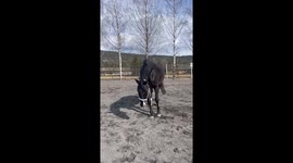 Playful Horse Takes a Tumble and Trots Off Like Nothing Happened
