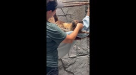 Adorable Sloth Sleeps With Food in His Mouth
