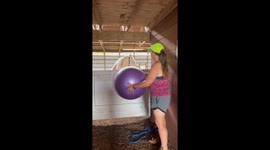 Horse Meets and Defeats Purple Exercise Ball
