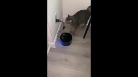 Funny cat new upgrade added to his life