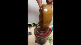 Kombucha home-brewer pulls out gigantic SCOBY from jar