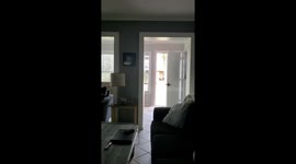 Great White Egret Plays Peekaboo