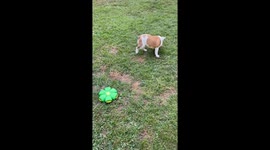 Playful Dog Startled By Spontaneous Ball Transformation