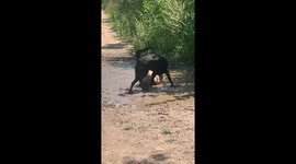 Lucy Loves Her Mud Baths