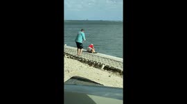 Freeing a Hooked Pelican