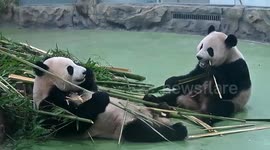 From calm to chaos: Pandas given spook whilst chomping on bamboo